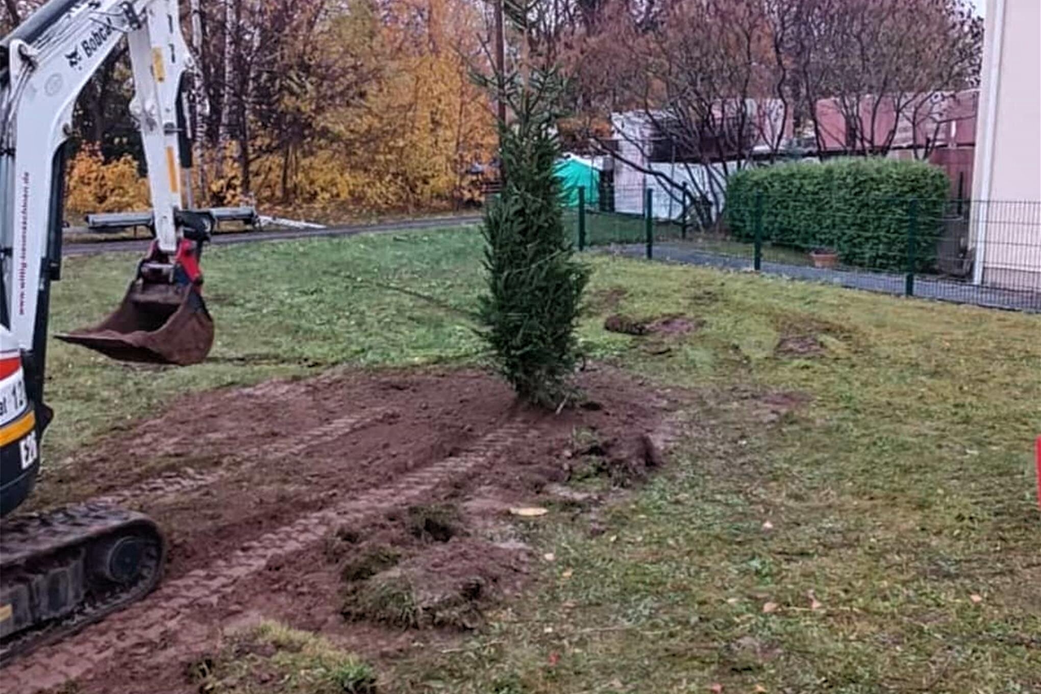 Freiberg Ersatz für Weihnachtsbaum in Zug gepflanzt