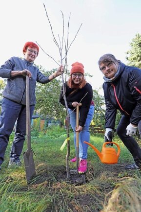 Freiberg pflanzt: Bündnis will 40.000 Bäume für die Stadt - Elke Koch, Jenny Fritzsche und Carola Zscheile (v. l.) pflanzten innerhalb der Aktion in einem Privatgarten am Meißner Ring eine Edeleberesche. 