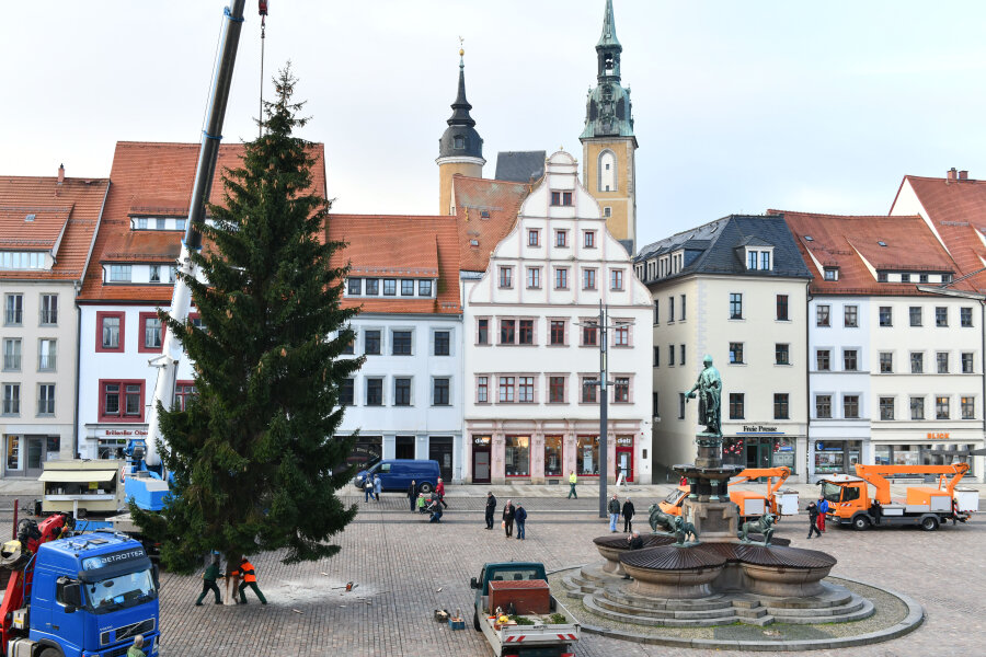 Freiberger Weihnachtsbaum steht - Der Weihnachtsbaum auf dem Freiberger Obermarkt ist am Dienstagvormittag aufgestellt worden.