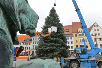 Freiberger Weihnachtsbaum steht - Der diesjährige Weihnachtsbaum wird aufgebaut.