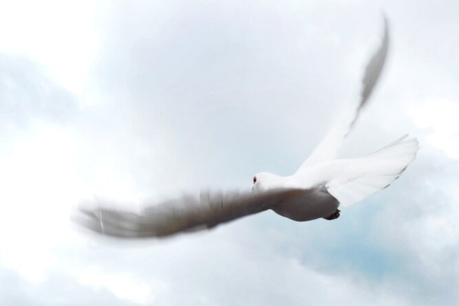 Freilassen weißer Tauben als Friedenssymbol umstritten - Eine weiße Taube fliegt am regenverhangenen Himmel. Eine Tierschützerin rät davon ab, weiße Albinotauben, die nicht zurückkehren, als Friedenssymbol freizulassen. 