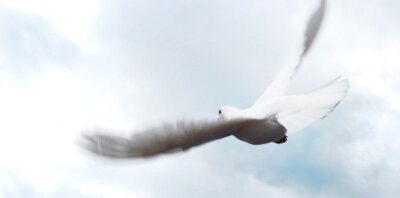 Freilassen weißer Tauben als Friedenssymbol umstritten - Eine weiße Taube fliegt am regenverhangenen Himmel. Eine Tierschützerin rät davon ab, weiße Albinotauben, die nicht zurückkehren, als Friedenssymbol freizulassen. 