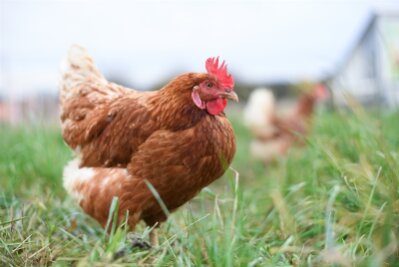 Freilaufende Hühner sorgen für Feuerwehreinsatz - Tiere getötet - 