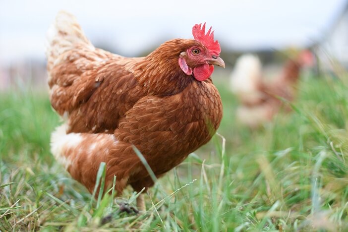 Freilaufende Hühner sorgen für Feuerwehreinsatz - Tiere getötet - 