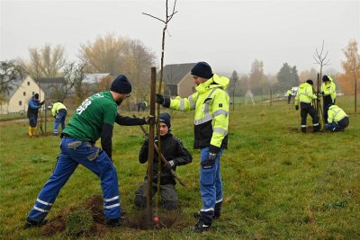 Freiwillige pflanzen Streuobstwiese bei Penig - Etliche Helfer haben jetzt auf einer Wiese bei Arnsdorf Bäume gepflanzt.