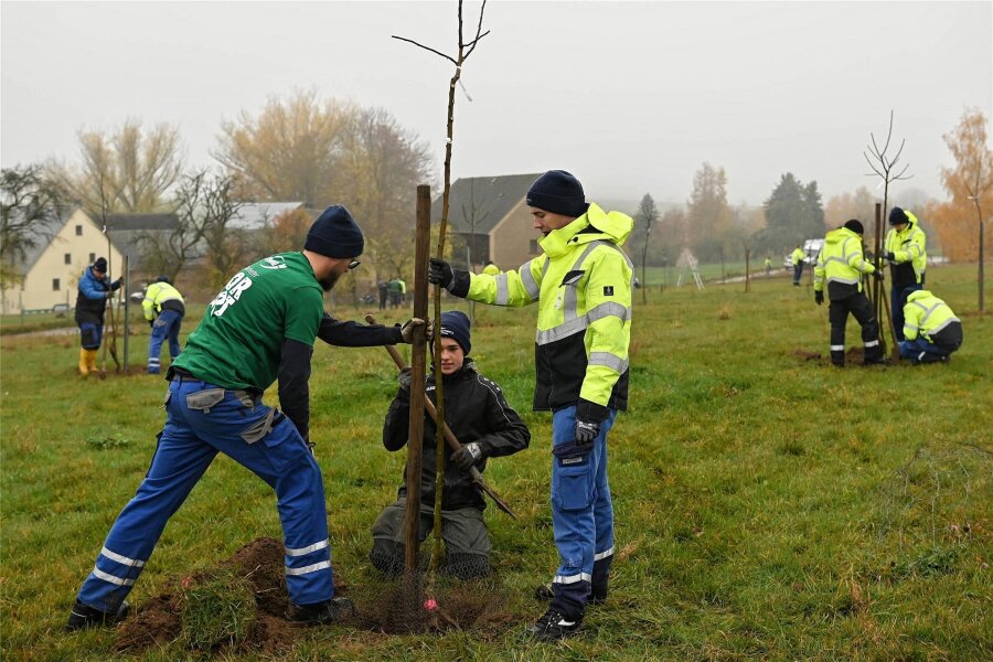 Freiwillige pflanzen Streuobstwiese bei Penig - Etliche Helfer haben jetzt auf einer Wiese bei Arnsdorf Bäume gepflanzt.