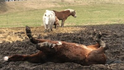 Fremde bringen Pferde mit Füttern in Lebensgefahr - Nach dem Füttern durch Spaziergänger quält sich dieses Pferd in Schönau mit einer Krampfkolik.