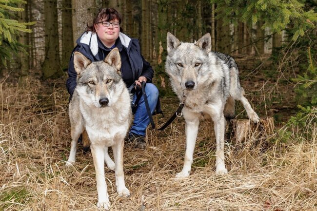 Im August wurden die beiden Wolfhund-Mischlinge freilaufend nahe Steinbach aufgefunden. Seither werden Freya und Tjelvar etwa von Sindy Nentwich im Tierheim "Neu-Amerika" betreut. Gibt es ein geeignetes neues Zuhause für sie?