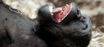 "Frisch, der Wein soll reichlich fließen" - Ein Schimpanse im Tierpark Hellabrunn.
