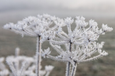 Frost hält Vogtland weiter fest im Griff - Die Wetterstation Morgenröthe-Rautenkranz meldete am Donnerstag, 6 Uhr, eine Temperatur von minus 5,5 Grad Celsius.