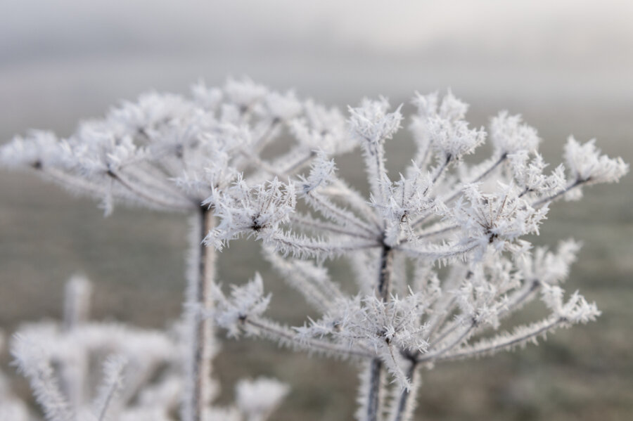 Frost hält Vogtland weiter fest im Griff - Die Wetterstation Morgenröthe-Rautenkranz meldete am Donnerstag, 6 Uhr, eine Temperatur von minus 5,5 Grad Celsius.