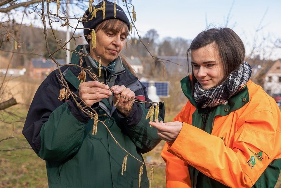  Auf dem Foto erfassen Försterin Ines Bimberg (links) und Sandra Huckle, die im Forstbezirk ein Freiwilliges Ökologisches Jahr absolviert, den Zustand der Haselnuss. Sie hat im Vergleich zu den Vorjahren heuer früher geblüht, ihre Blüte hat jedoch unter den Frösten gelitten.