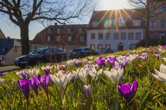 Frühblüher entfalten farbenfrohe Pracht -  Wie immer zwischen Mitte März und Anfang April blühen die Krokusse. Diese können auf den Grünflächen oberhalb des Hohenstein-Ernstthalter Rathauses bewundert werden.