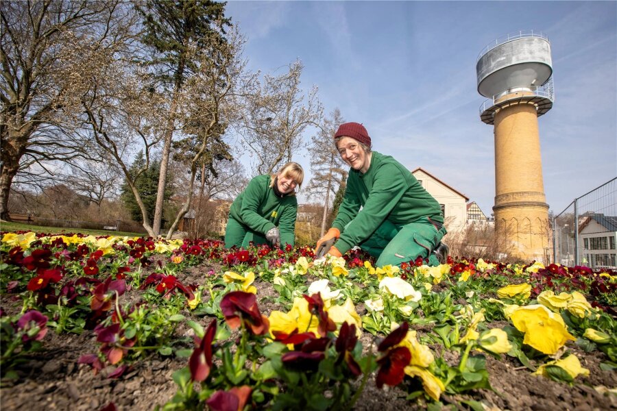 Frühblüher verschönern jetzt auch den Hempelschen Garten in Plauen - Bernadette Fischer (rechts) und Claudia Heidner haben am Mittwoch im Hempelschen Garten ein kreisrund angelegtes Beet mit Stiefmütterchen bepflanzt.