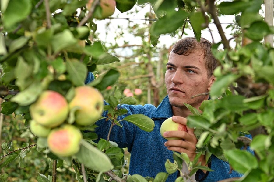 Frühe Apfelblüte? Was das Obstgut Seelitz Gartenbesitzern rät - Obstgut-Mitarbeiter Jannis Mende im vergangenen Jahr bei der Apfelernte.