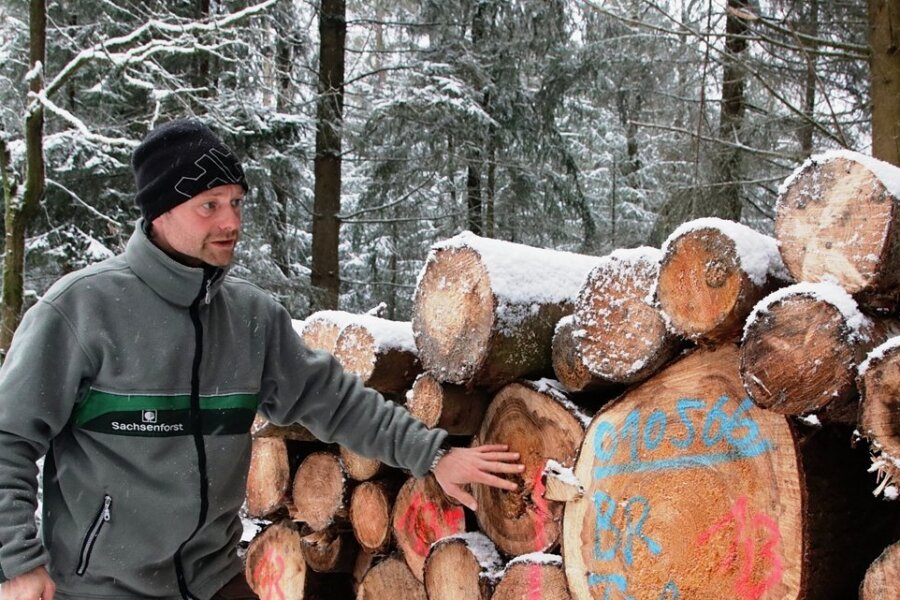 Früher Start des Waldumbaus im Revier von Eich sorgt heute für gesunde Bäume - Minderwertiges Holz verkauft Revierleiter Andreas Schuster meist als Feuerholz an private Interessenten. 