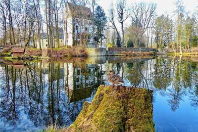 Frühling inspiriert Fotofreunde im Erzgebirge - Diese Ente im Schlosspark Schlettau erwartet den Frühling. 