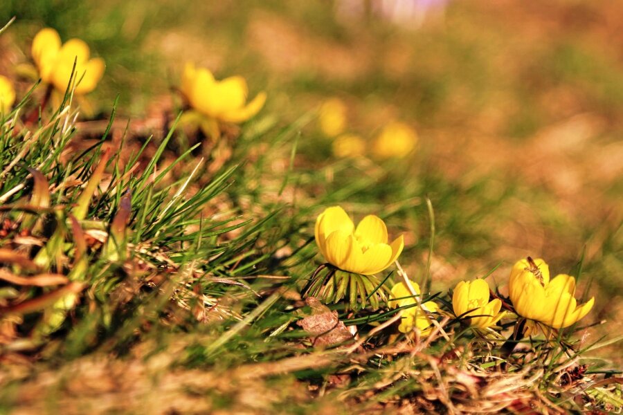 Frühling mitten im Winter: Februar bricht im Vogtland alle Rekorde - Die Winterlinge sind besonder eifrig, wenn es um zeitiges Blühen geht.