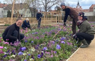 Frühlingsblüher für die Landesschau - Gartenbauingenieurin Jenny Horn (vorn) und fleißige Helferinnen setzen Frühjahrsblüher. 