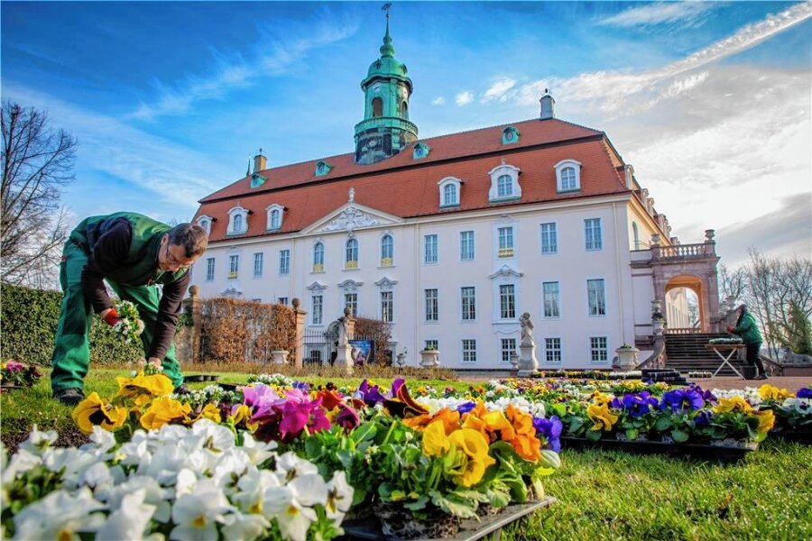 Frühlingsblumen blühen: Schlosspark Lichtenwalde zurzeit kostenlos geöffnet - Farbenpracht vorm Schlossportal - Gerd Landgraf und sein Team machen den Park bunt 