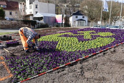 Frühlingshafte Farbtupfer in Aue-Bad Schlema: Mehr als 16.000 Blumen lassen Stadt aufblühen - Aus grau mach bunt: Seit dieser Woche wird in Aue-Bad Schlema gepflanzt, was das Zeug hält.