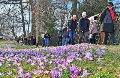 Frühlingstag im Erzgebirge: Krokuswiesen erleben einen Besucheransturm - Dank des sonnigen Wetters zeigten die Krokusse ihre ganze Pracht.