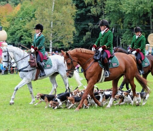 Fuchsjagd lockt nach Rittersgrün - Die Frankenmeute - Reiterinnen und Reiter mit 26 Beagle-Hunden - präsentieren die Jagd mit der Hundemeute, die es in Deutschland aber nur noch als Schauvorführung gibt. 