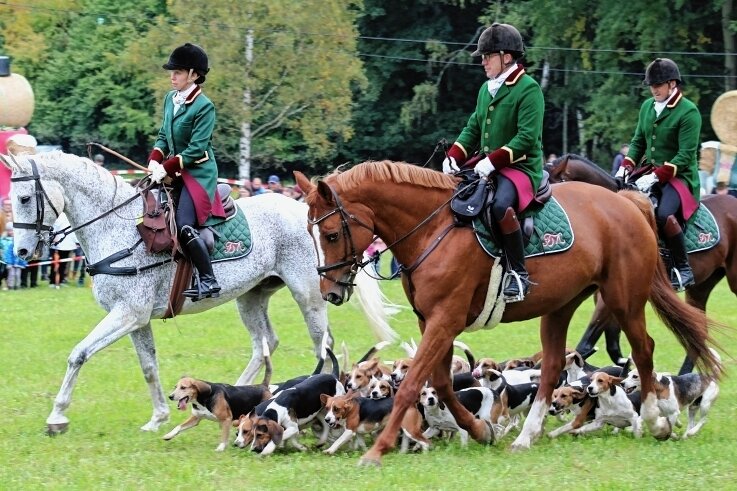 Fuchsjagd lockt nach Rittersgrün - Die Frankenmeute - Reiterinnen und Reiter mit 26 Beagle-Hunden - präsentieren die Jagd mit der Hundemeute, die es in Deutschland aber nur noch als Schauvorführung gibt. 