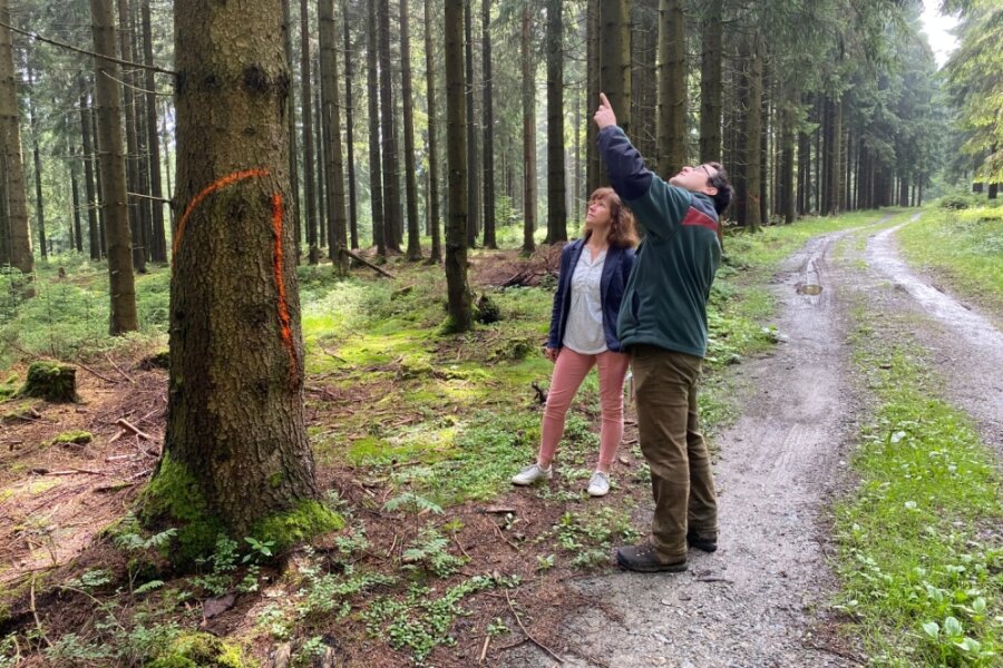 Für bessere Loipen: Bäume im Schönecker Wald werden gefällt - Revierförster Jan Zieger erläutert der Schönecker Hauptamtsleiterin Ute Dähn, welche Bäume in den nächsten Wochen entlang der Loipentrasse gefälltwerden sollen. 