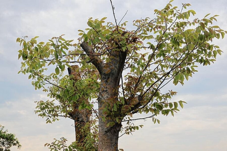 Für diesen verstümmelten Baum sollte die Besitzerin eine Strafe zahlen – doch es kam anders - Dieser Walnussbaum auf einem Lichtentanner Grundstück war im Herbst so stark zurückgeschnitten worden, dass das Ordnungsamt nicht mehr von einer gesunden Pflege sprechen wollte.
