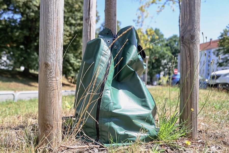 Für durstige Jungbäume in Chemnitz: Ein Sack voll Wasser - Mit Hilfe dieser Säcke erhalten Jungbäume eine stetige Wasserzufuhr.