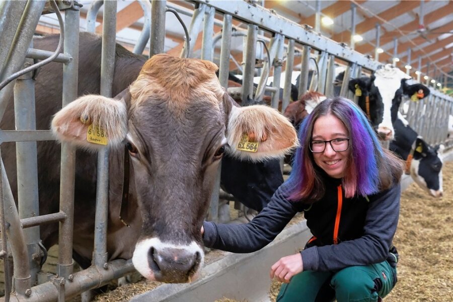 Jona Leistl mit der Milchkuh Blue Ivy in einem der modernen Offenfrontställe in der Milchviehanlage Rotschau der Agrargenossenschaft Reichenbach. 
