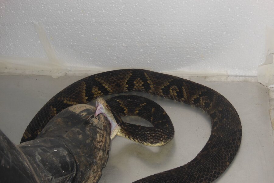 Für Studie: Forscher tritt 40.000 Mal auf Giftschlangen - Der brasilianische Biologe João Miguel Alves-Nunes tritt mit einem speziell gefertigten Schutzstiefel auf eine Schlange.