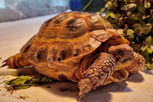 Fund im Erzgebirge: Passant entdeckt Schildkröte nahe den Greifensteinen - Diese Landschildkröte, eine Vierzehenschildkröte, ist vor Kurzem nahe den Greifensteinen bei Ehrenfriedersdorf gefunden und ins Tierheim Vielauer Wald bei Zwickau gebracht worden. Das Tier ist vorerst in Quarantäne. 