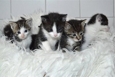 Fundtiere: Geringswalde mit neuem Partner - In der Röhrsdorfer Tierherberge leben derzeit zahlreiche Katzenbabys, die ein neues Zuhause suchen.