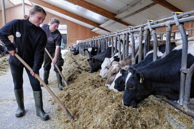 Futter vom Vorjahr hilft Rindern im Erzgebirge über den Winter - Cora Zimmermann (vorn) und Susan Morgenstern kümmern sich um die Fütterung im Stall von Rüdiger Kempe.