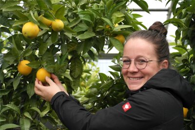 Gärtnereien aus Mittelsachsen trotzen aktueller Kältewelle - Die Gärtnerei von Falk Horn hat sich in den letzten Jahren auf Zitrusfrüchte spezialisiert. Jenny Horn freut sich über einen gut tragenden Orangenbaum.