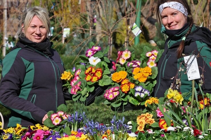 Gärtnereien bereiten Frühblüher vor - Die Pflanzenexpertinnen Corinna Pichler (rechts) und Katrin Kröber haben bei der Gartenbaumschule Hohenstein-Ernstthal schon die ersten Frühlingsblüher im Angebot.