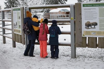 Gäste halten Tierpark Hirschfeld die Treue - Das neu gestaltet Wisentgehege ist bei den Tierpark-Besuchern sehr beliebt. 