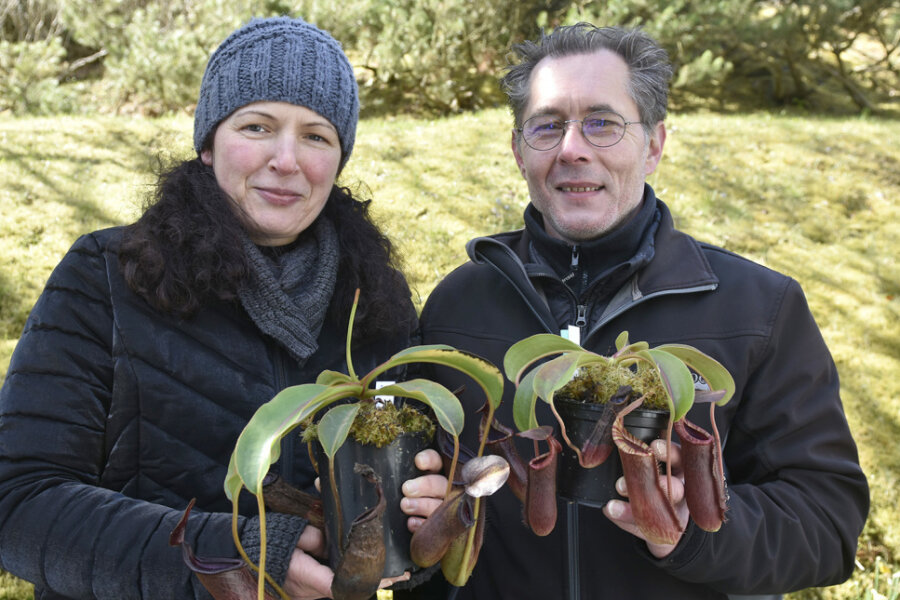 Gartensaison beginnt: Seltene Pflanzen gefragt - Nicky Westphal und Jana Pfeiffer aus Plauen sind Spezialisten für fleischfressende Pflanzen, unter anderem züchten sie Kannenpflanzen.