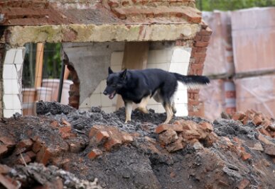 Gebäude in Chemnitz eingestürzt - Eine Rettungshundestaffel suchte das Gelände nach möglichen Verschütteten ab. Gefunden wurde niemand.