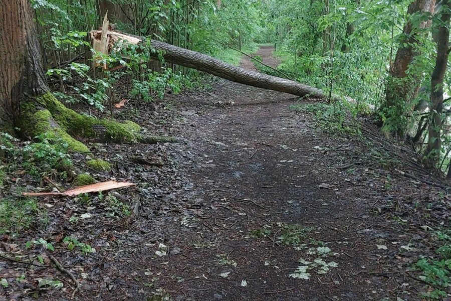 Gefahr nicht nur für Waschbären: Bäume um Schloss Lichtenwalde umgestürzt - Auf Wanderwegen liegen Bäume quer, der Wanderweg an der Zschopau ist wegen Gefahr gesperrt.