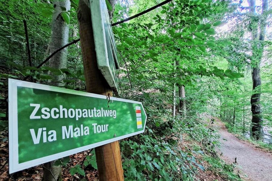 Gefahr von oben an Wanderwegen im Erzgebirgswald - Der Via-Mala-Steig ist nach den Fällarbeiten wieder begehbar.