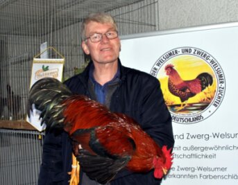 Gefiederte Schönheiten in Erlau - Wolfgang van der Linde erhielt bei der Hauptsonderschau Welsumer und Zwerg-Welsumer einen Preis für seinen Welsumer Hahn rost-rebhuhnfarbig. 
