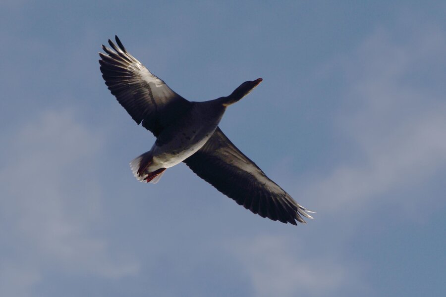 Geflügelpest auch am Cospudener See bei Leipzig nachgewiesen - Eine Wildgans fliegt am Himmel.
