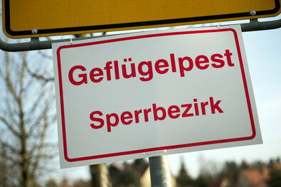 Geflügelpest: Stallpflicht im Landkreis Zwickau aufgehoben - 