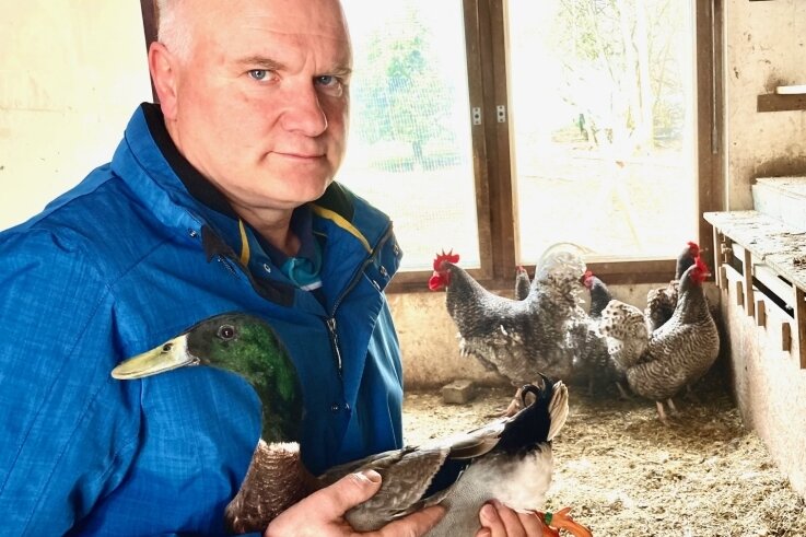Geflügelpest: Stallpflicht stellt Züchter auf harte Probe - Ulrich Seidler hofft, dass sein rassiges Geflügel - darunter Enten und Hühner - bald wieder frische Luft schnuppern kann. 