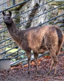 Geithainer Tierpark weiterhin geschlossen - Auch die Lamas sind bei den Besuchern beliebt. Insgesamt leben in Geithain mehr als 40 Tiere auf dem gesamten Areal.