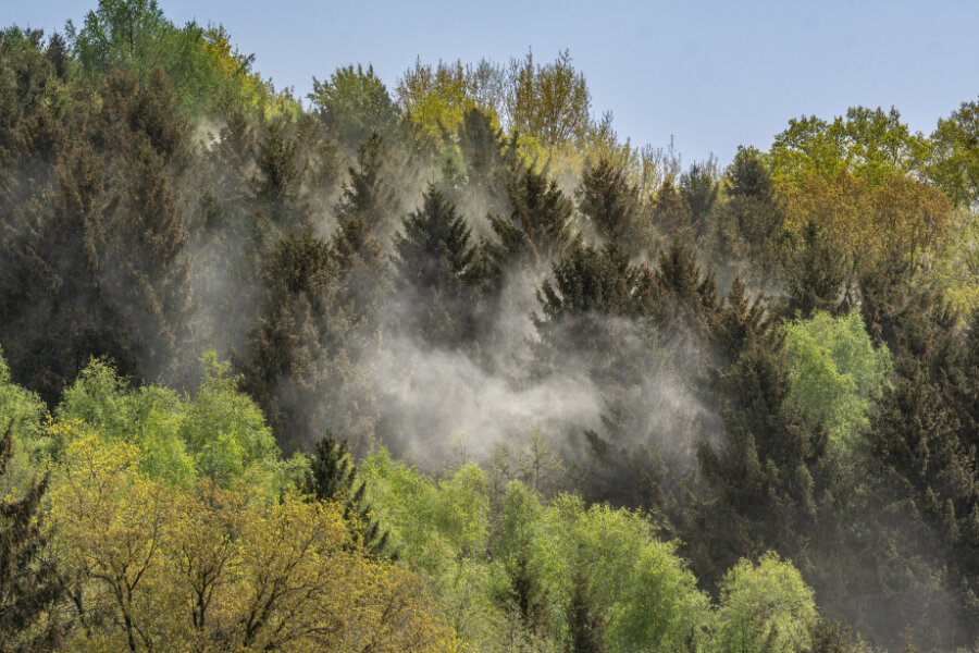 Gelber Pollenstaub sucht Erzgebirge heim: Warum ist er in diesem Jahr so heftig? - Wolken von Pollen wehen durch ein Waldstück.