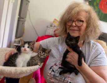 Geld und Personal fehlen: Tierheim in Treuen schließt - Vereinsmitglied Sigrid Wenzel päppelt vier Katzenbabys auf, die in wenigen Tagen vom Tierheim Unterheinsdorf aufgenommen, versorgt und finanziert werden. 